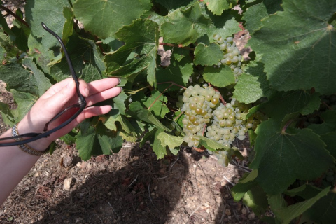 Loire Valley vineyard