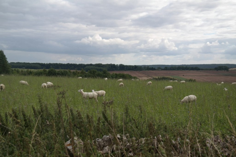 Pasture in Cotswolds