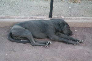 Tired dog